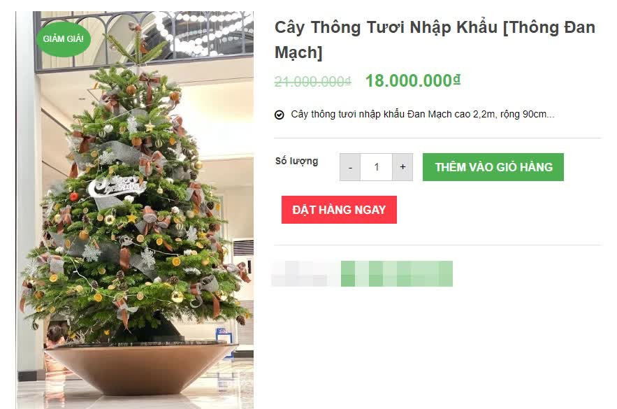 Hà Nội: Thị trường cây thông Noel nhộn nhịp, mức giá từ 10 - 20 triệu hút khách mua-6