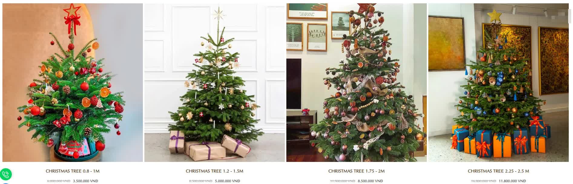 Hà Nội: Thị trường cây thông Noel nhộn nhịp, mức giá từ 10 - 20 triệu hút khách mua-7