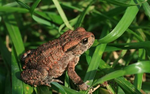 Các cụ dặn dò: 6 con vật là con cưng của Thần Tài, vào nhà nào nhà đó có lộc, chớ dại đuổi đi-4