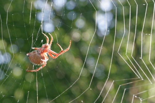 Trong nhà treo 4 mẫu tranh phong thủy này tài vận như ý, hút hết may mắn vào nhà-5
