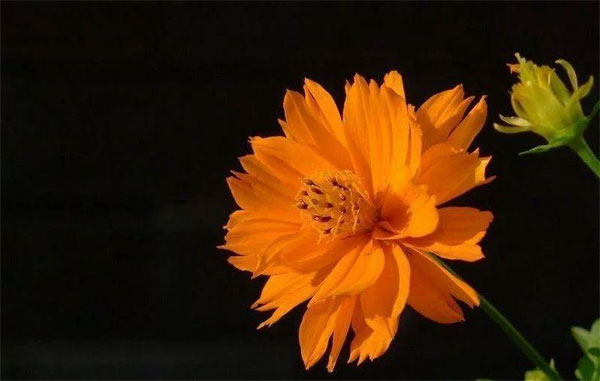 Sinh vào 6 ngày Âm lịch này, giàu nghị lực vươn lên, hậu vận ắt no đủ-1