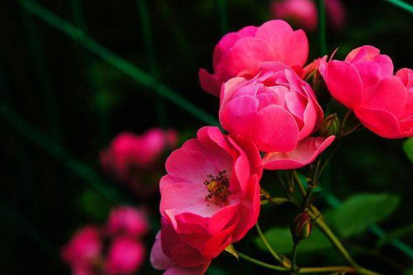 Sinh vào 6 ngày Âm lịch này, giàu nghị lực vươn lên, hậu vận ắt no đủ-2