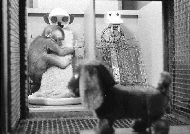 3 thí nghiệm khoa học tàn ác, bị nhiều chỉ trích nhưng khiến cha mẹ rùng mình nhận ra: Đâu là cách nuôi dạy con đúng!-2