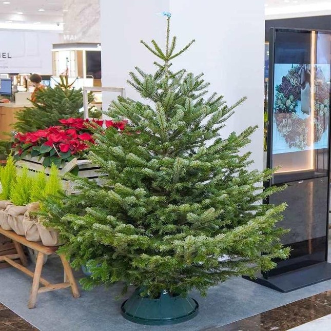 Chi tới 60 triệu đồng mua thông đi máy bay chơi Noel-5