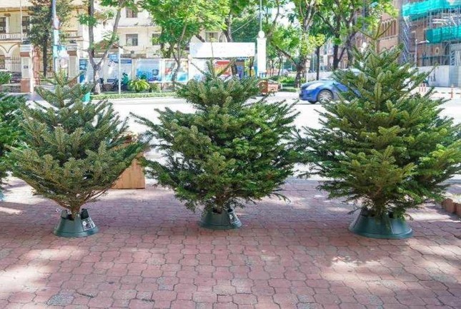 Chi tới 60 triệu đồng mua thông đi máy bay chơi Noel-6