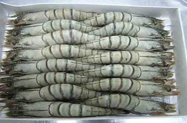 Tôm mua về đừng vội cho vào tủ lạnh: Hòa gia vị này vào bảo quản để cả tháng vẫn tươi nguyên-3