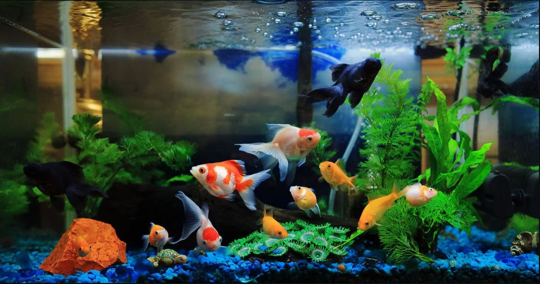 Chơi cá cảnh tại gia đừng quên 4 điều cấm kỵ kẻo làm tổn thương vận may phong thủy-3