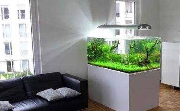 Chơi cá cảnh tại gia đừng quên 4 điều cấm kỵ kẻo làm tổn thương vận may phong thủy-4