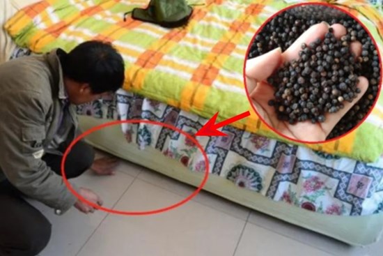 Đặt nắm hạt tiêu dưới gầm giường, lợi đủ đường mà nhiều người chưa biết