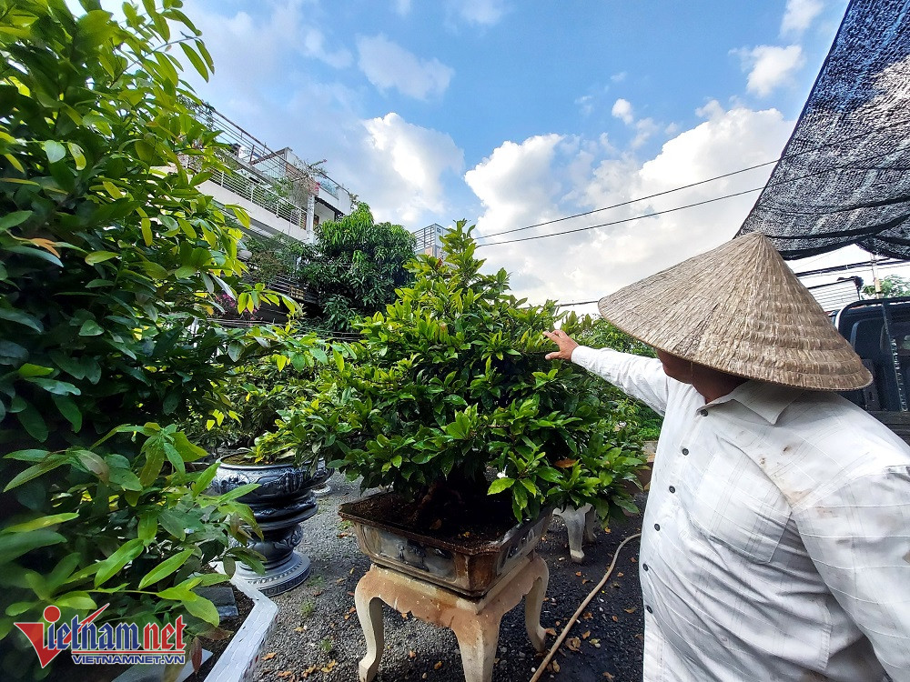 Mai vàng rục rịch vào vụ Tết, khách thuê đặt cọc sớm-1