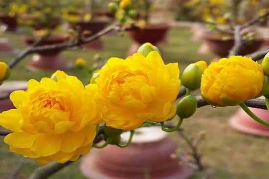 Mai vàng rục rịch vào vụ Tết, khách thuê đặt cọc sớm