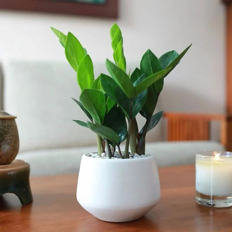 Cây kim tiền thích ăn 3 thứ này, cứ vùi vào chậu là chồi non đua nhau mọc, nhanh ra hoa-1