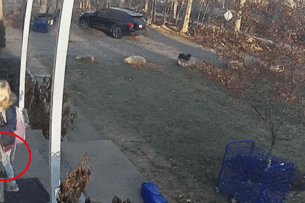 Bé trai Singapore ném mèo từ tầng 22 xuống đất gây bức xúc-3