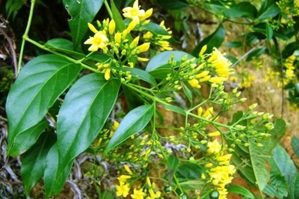 Hai cháu bé tử vong nghi do ăn lá ngón-2