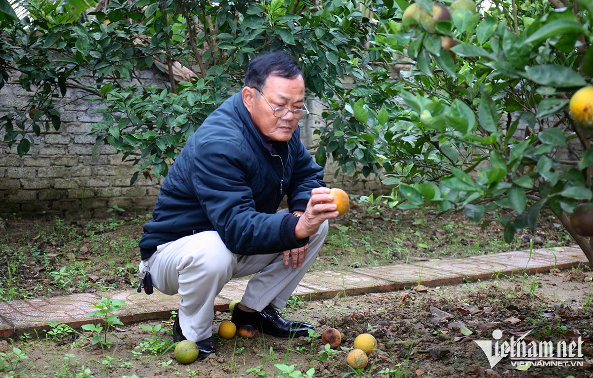 Cam ‘tiến Vua’ 80 nghìn một quả rụng hàng loạt, nông dân lo lắng-2