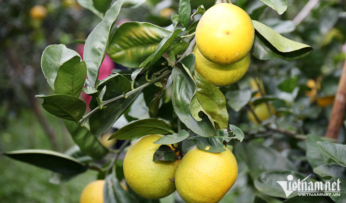 Cam ‘tiến Vua’ 80 nghìn một quả rụng hàng loạt, nông dân lo lắng-3