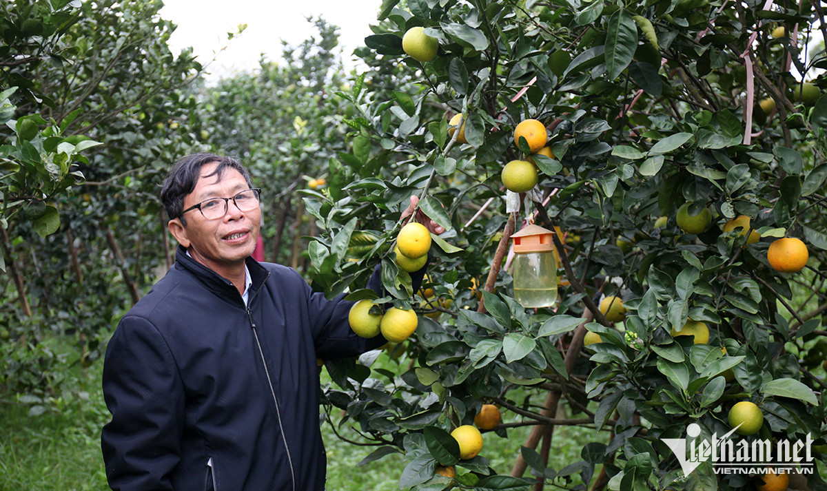 Cam ‘tiến Vua’ 80 nghìn một quả rụng hàng loạt, nông dân lo lắng-4