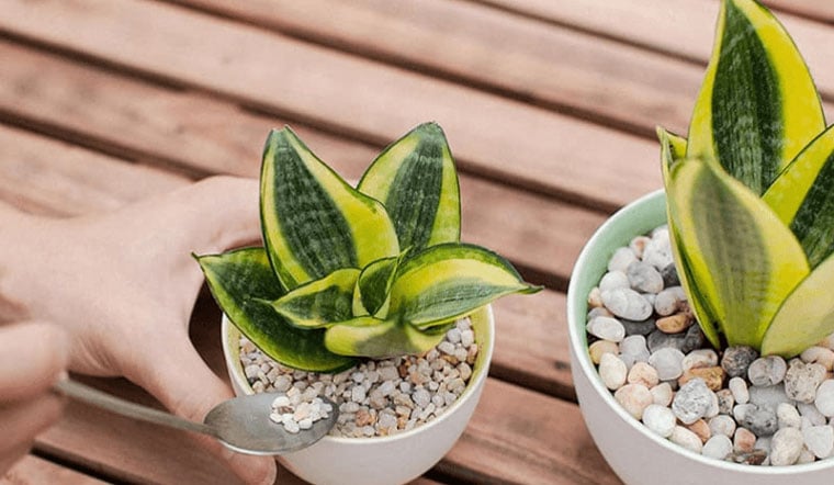 5 loại cây cảnh may mắn, hút tài lộc cho Tết 2023-2