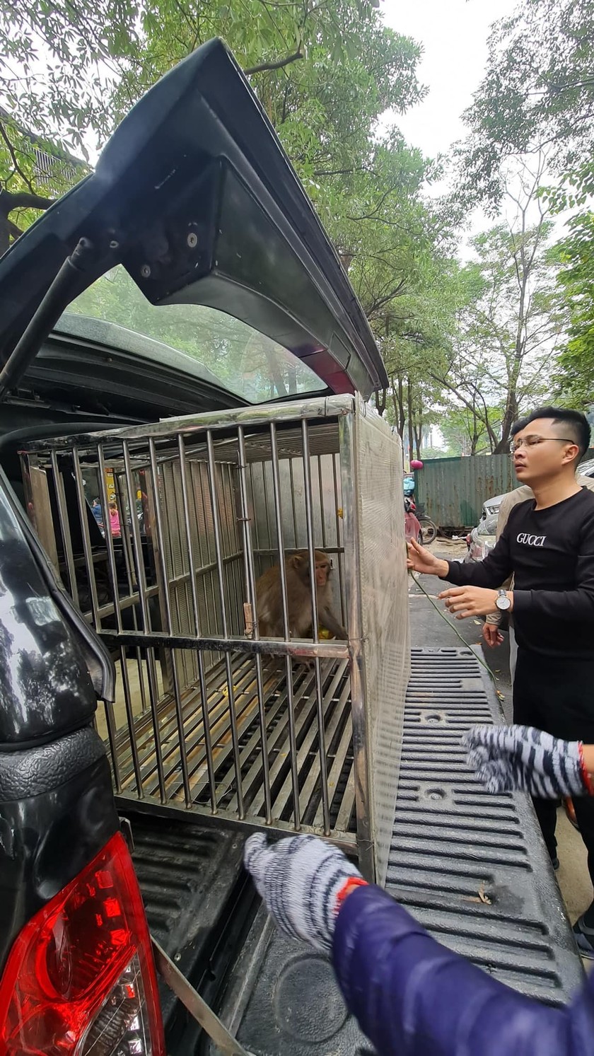 Đã bắt được khỉ hoang quậy phá người ở Hà Nội-1