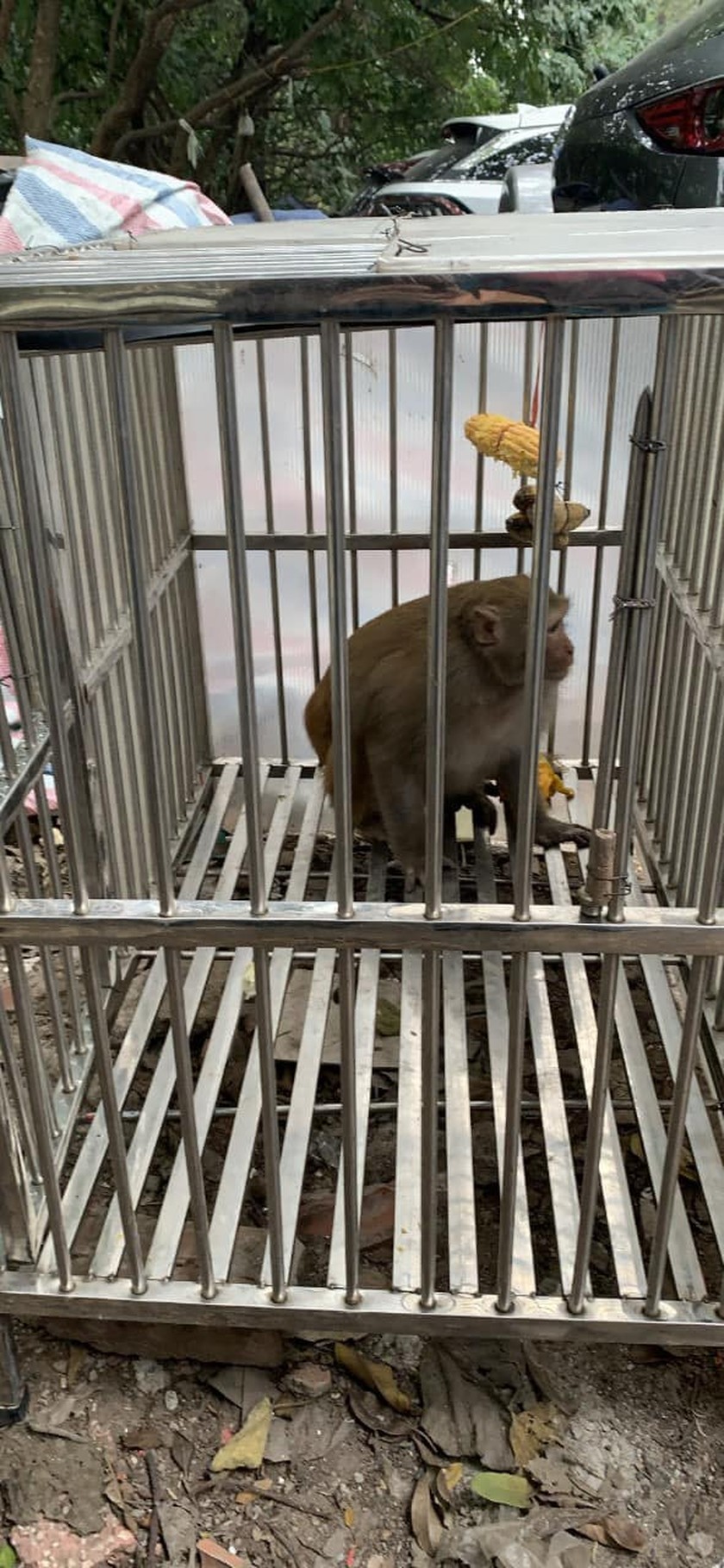 Đã bắt được khỉ hoang quậy phá người ở Hà Nội-3