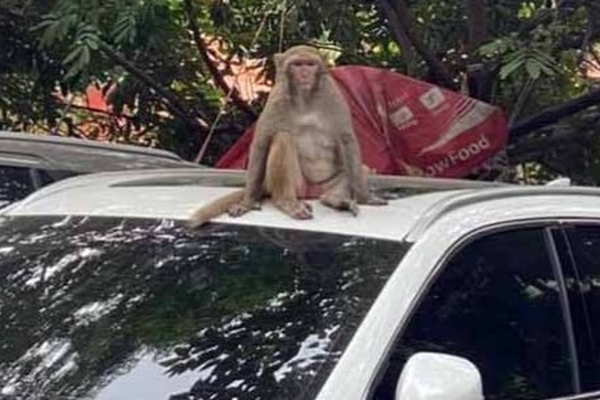 Bầy khỉ hoang bất ngờ kéo vào sân trường, học sinh sợ hãi ẩn nấp trong lớp học-1