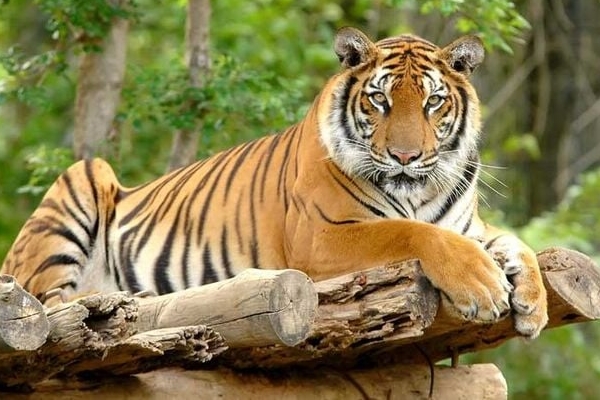 3 con giáp này chuẩn bị túi đựng tiền, 7 ngày tới lộc đến tới tấp-4