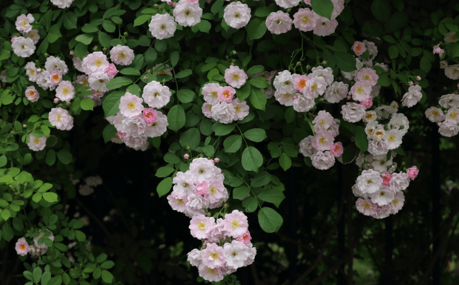 Trẻ em sinh vào 3 tháng Âm lịch này gánh lộc về nhà, cha mẹ được nhờ-3