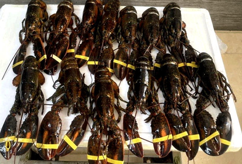 Hải sản cao cấp giá giảm mạnh, có loại rẻ hơn gần 1 triệu đồng/kg-2