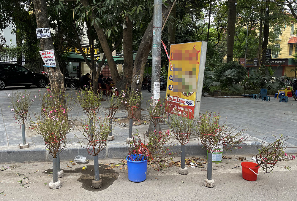 Đào Nhật Tân phục vụ khách chơi Tết sớm-2