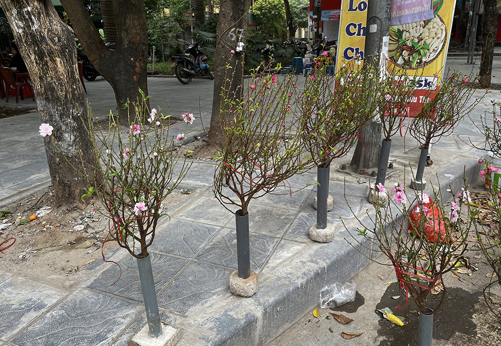 Đào Nhật Tân phục vụ khách chơi Tết sớm-4