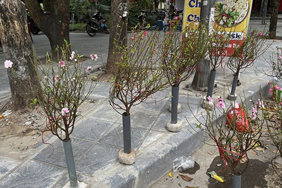 Đào Nhật Tân phục vụ khách chơi Tết sớm
