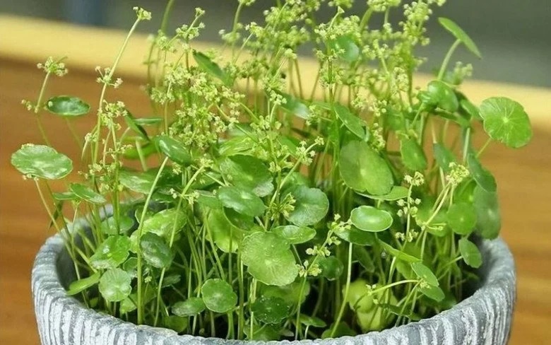 Hoa nở là điềm lành nhưng 4 cây này bỗng dưng ra hoa là điềm gở, gia chủ sắp gặp phiền toái-1