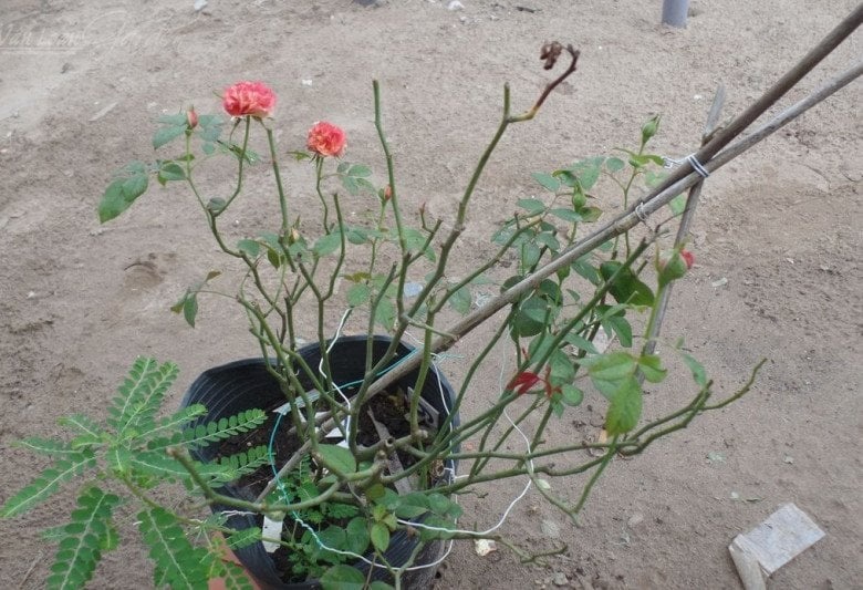 Hoa nở là điềm lành nhưng 4 cây này bỗng dưng ra hoa là điềm gở, gia chủ sắp gặp phiền toái-3