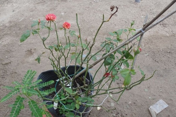 Cần bao nhiêu bông hoa tươi cắm trên ban thờ để được may mắn, bình an?-4