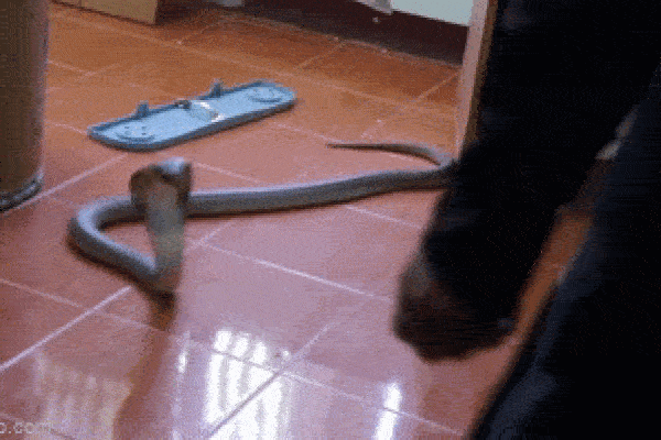Clip: Bàng hoàng phát hiện rắn hổ mang trong nhà sau khi đi làm về-1