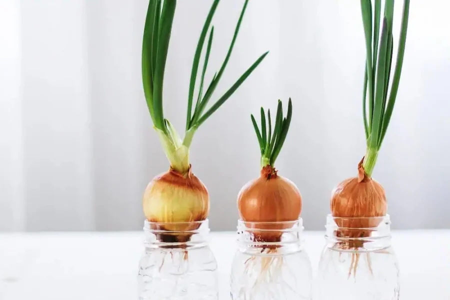 Đặt củ hành tây trong phòng ngủ: Giải quyết vấn đề nhiều nhà gặp phải, đặc biệt hữu ích trong mùa đông-2