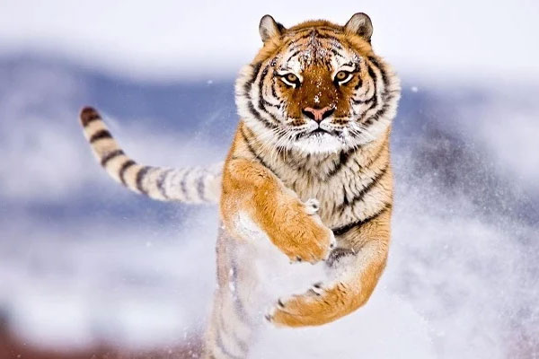 Ai sinh tháng Âm lịch này tự làm chủ cuộc đời, vận may dồi dào, sự nghiệp thuận buồm xuôi gió-5