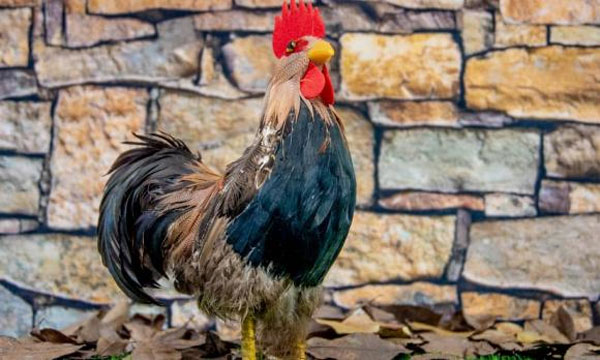 Tháng 12 âm lịch: 3 con giáp gặp thời đổi vận, tiền của rủng rỉnh, 1 tuổi tay trắng lại trắng tay-3