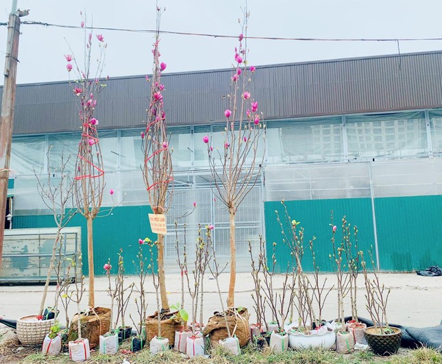 Người Hà Nội chi tiền triệu mua mộc lan chơi Tết sớm-1
