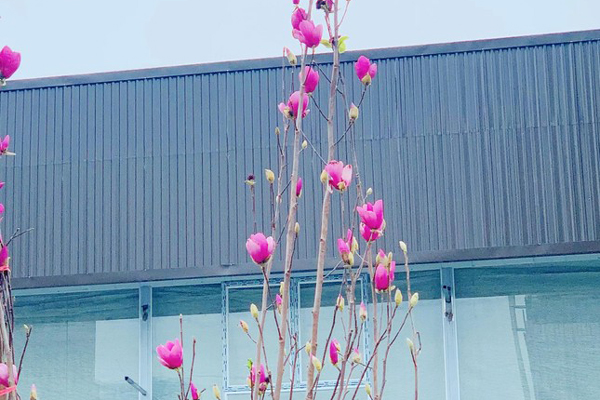 Xuất hiện loài hoa cạnh tranh với đào, quất Tết năm nay-9