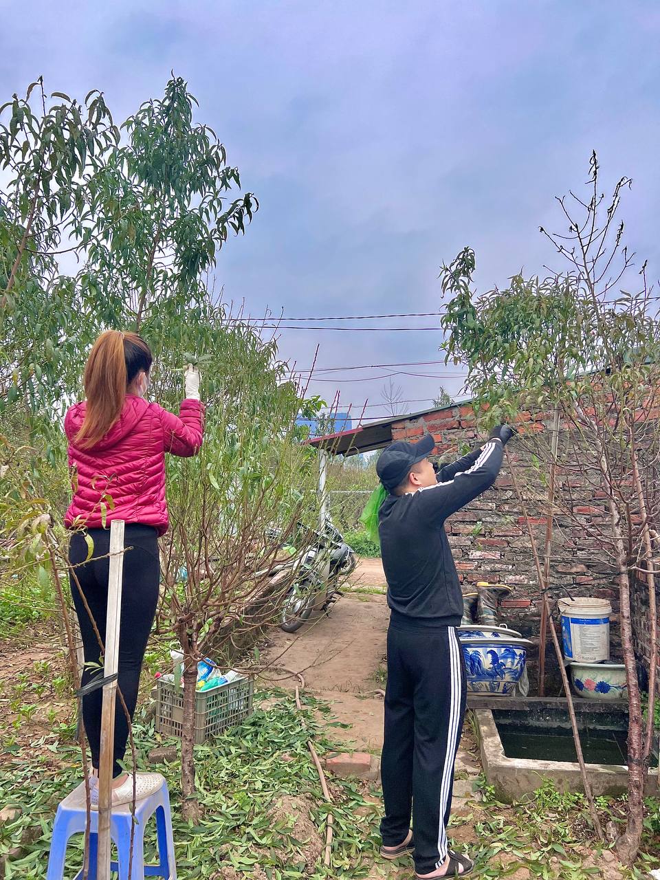 Thị trường quất, đào thời điểm này ở Hà Nội: Người trồng hối hả chăm; nhiều người đã bắt đầu mua quất về chơi sớm-1