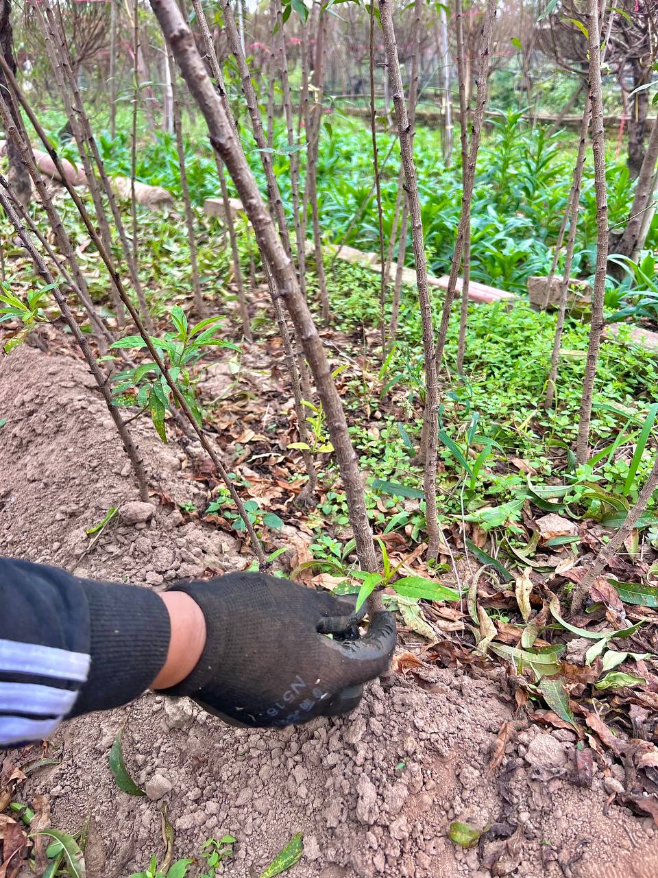 Thị trường quất, đào thời điểm này ở Hà Nội: Người trồng hối hả chăm; nhiều người đã bắt đầu mua quất về chơi sớm-2