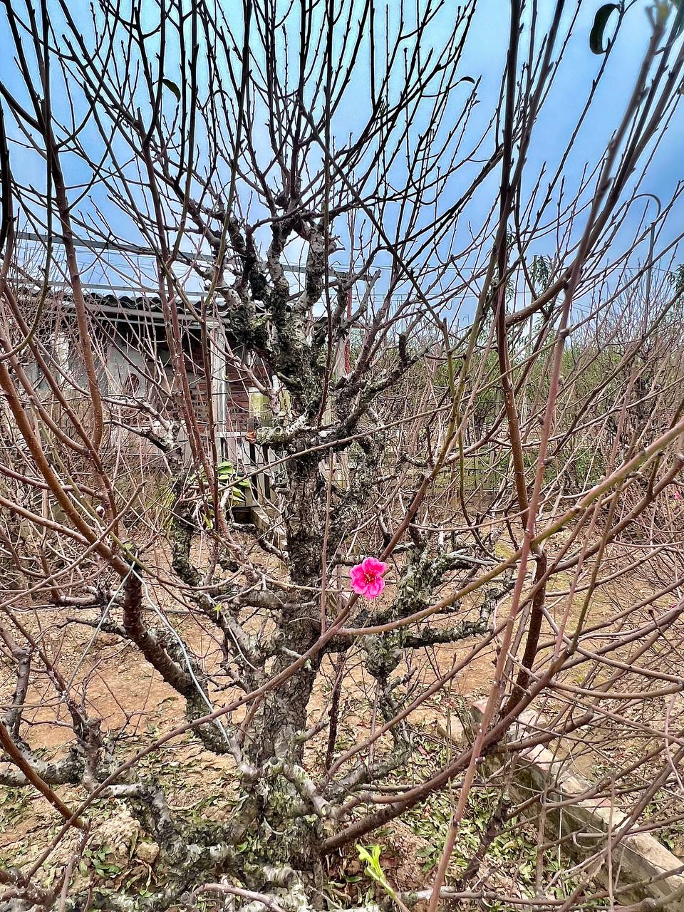 Thị trường quất, đào thời điểm này ở Hà Nội: Người trồng hối hả chăm; nhiều người đã bắt đầu mua quất về chơi sớm-4