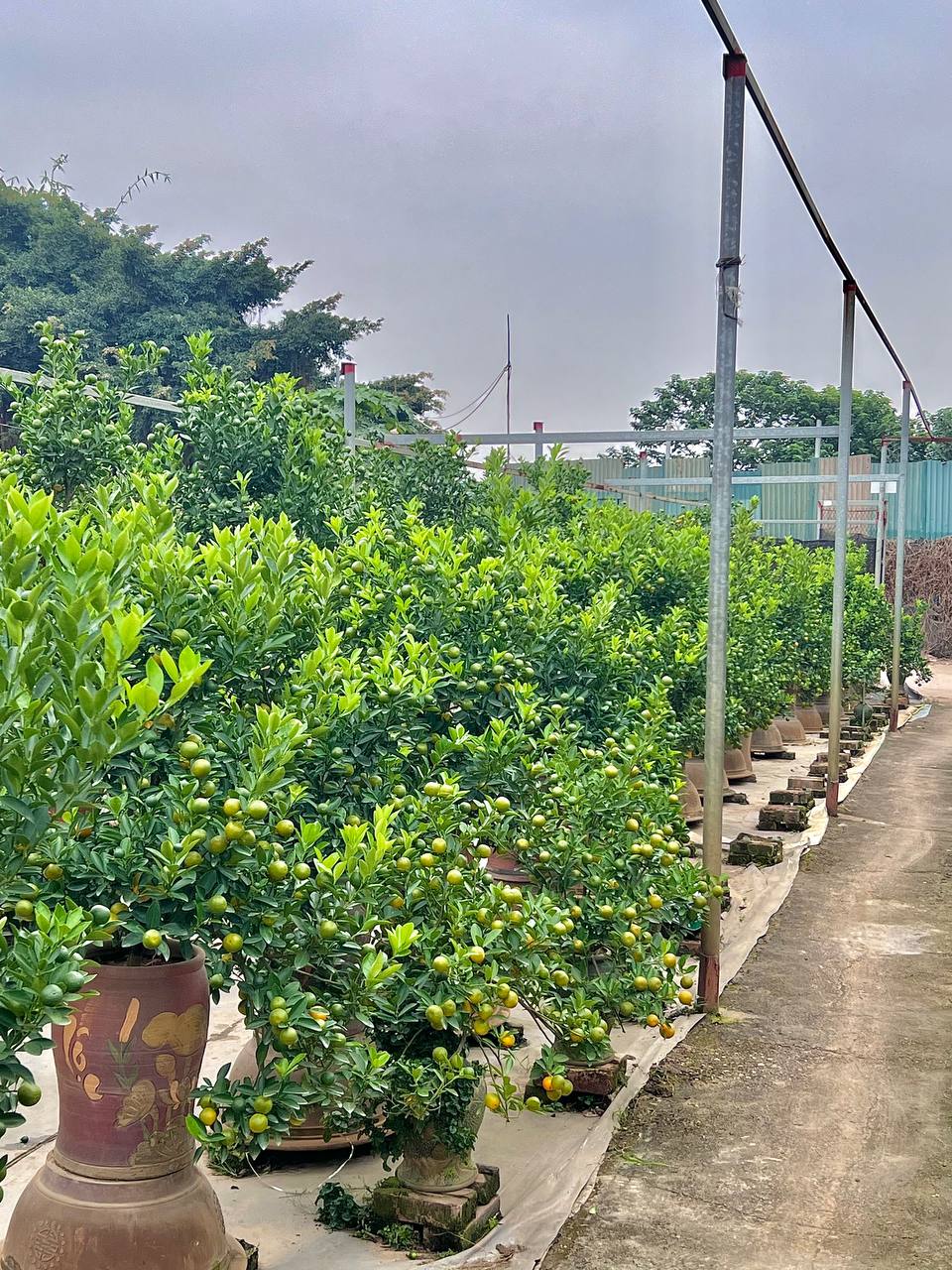 Thị trường quất, đào thời điểm này ở Hà Nội: Người trồng hối hả chăm; nhiều người đã bắt đầu mua quất về chơi sớm-8