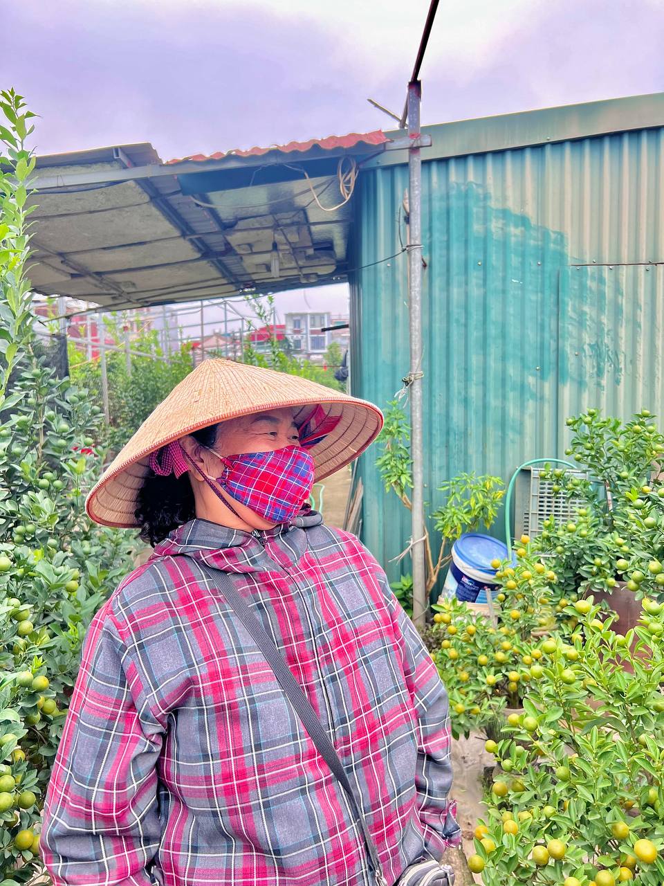 Thị trường quất, đào thời điểm này ở Hà Nội: Người trồng hối hả chăm; nhiều người đã bắt đầu mua quất về chơi sớm-9