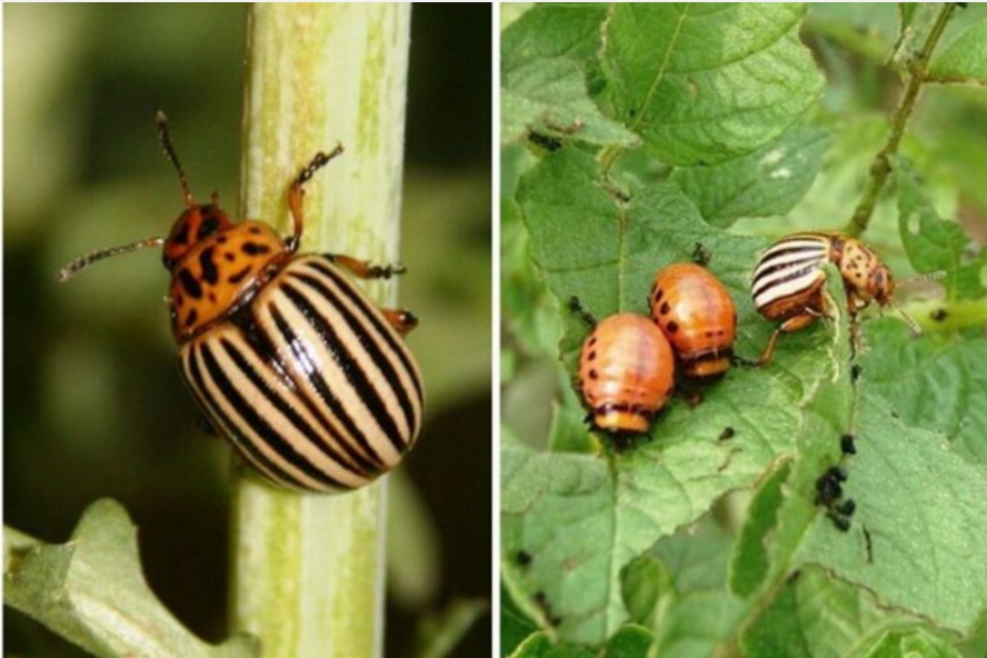 Bàn chải đánh răng ngâm trong thứ nước này giúp diệt khuẩn, bảo vệ sức khỏe cả gia đình-6
