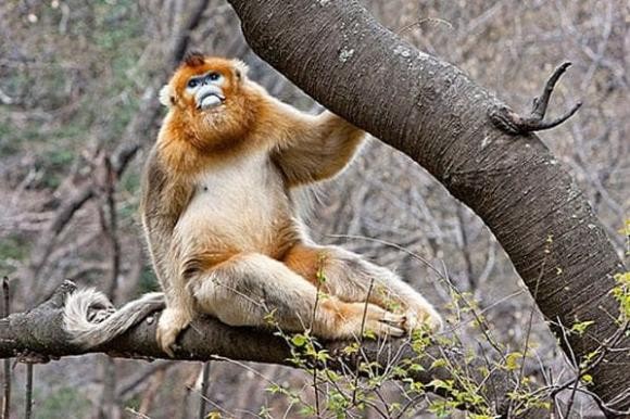 4 con giáp nữ càng về già càng có phúc Đời người có vàng, phú quý về già!-2