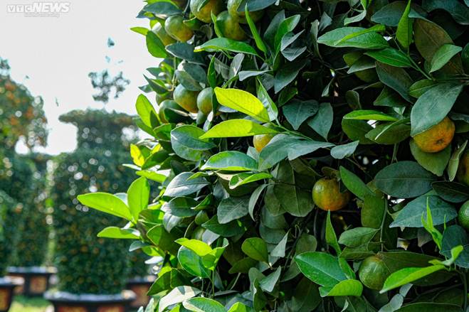 Hàng độc chơi Tết: Quýt cảnh khổng lồ cao 3,2m hình cúp vàng World Cup-10