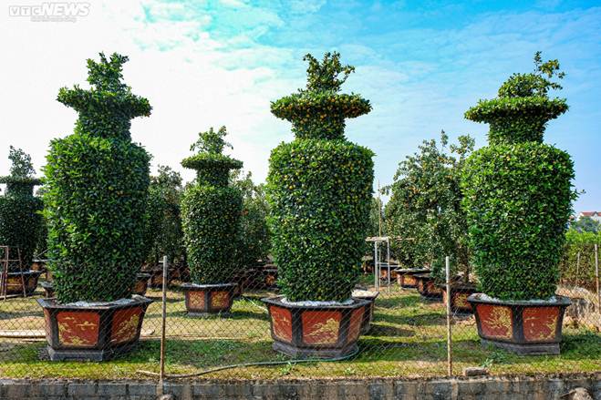 Hàng độc chơi Tết: Quýt cảnh khổng lồ cao 3,2m hình cúp vàng World Cup-11