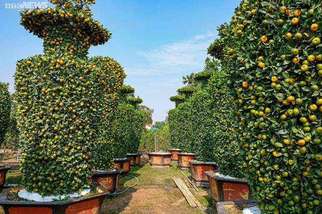 Hàng độc chơi Tết: Quýt cảnh khổng lồ cao 3,2m hình cúp vàng World Cup-13